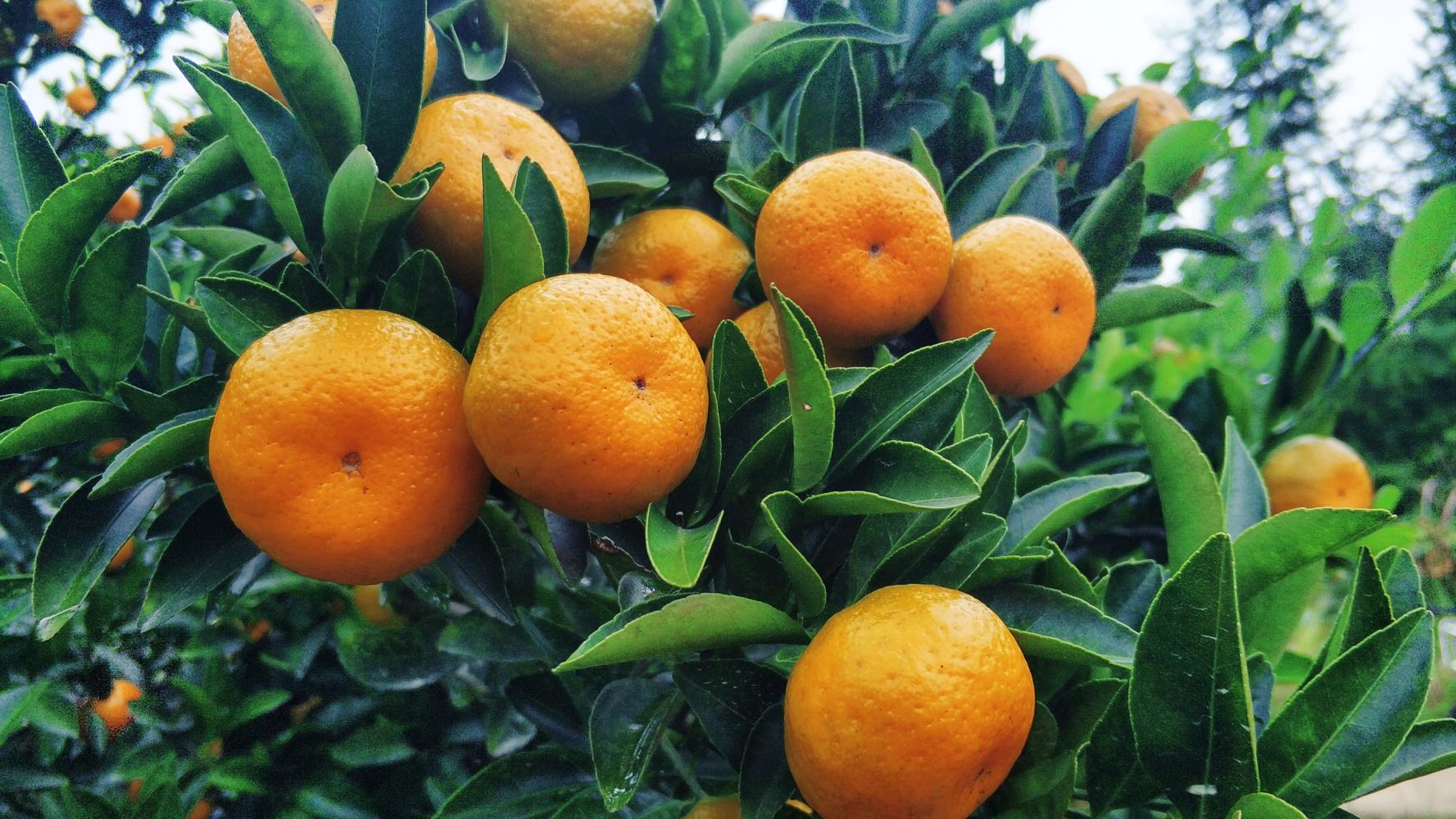 江西省抚州市南丰县白天到黑夜-被遗忘的7年一轮回-1095个我爱你