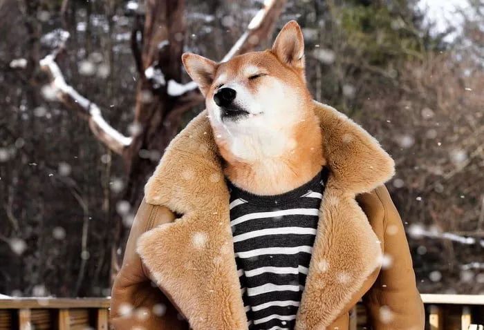狗穿上衣服都比你帅!