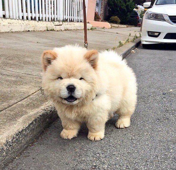 狗狗笑的时候是最可爱的看看狗狗那些微笑的瞬间最后一张高能