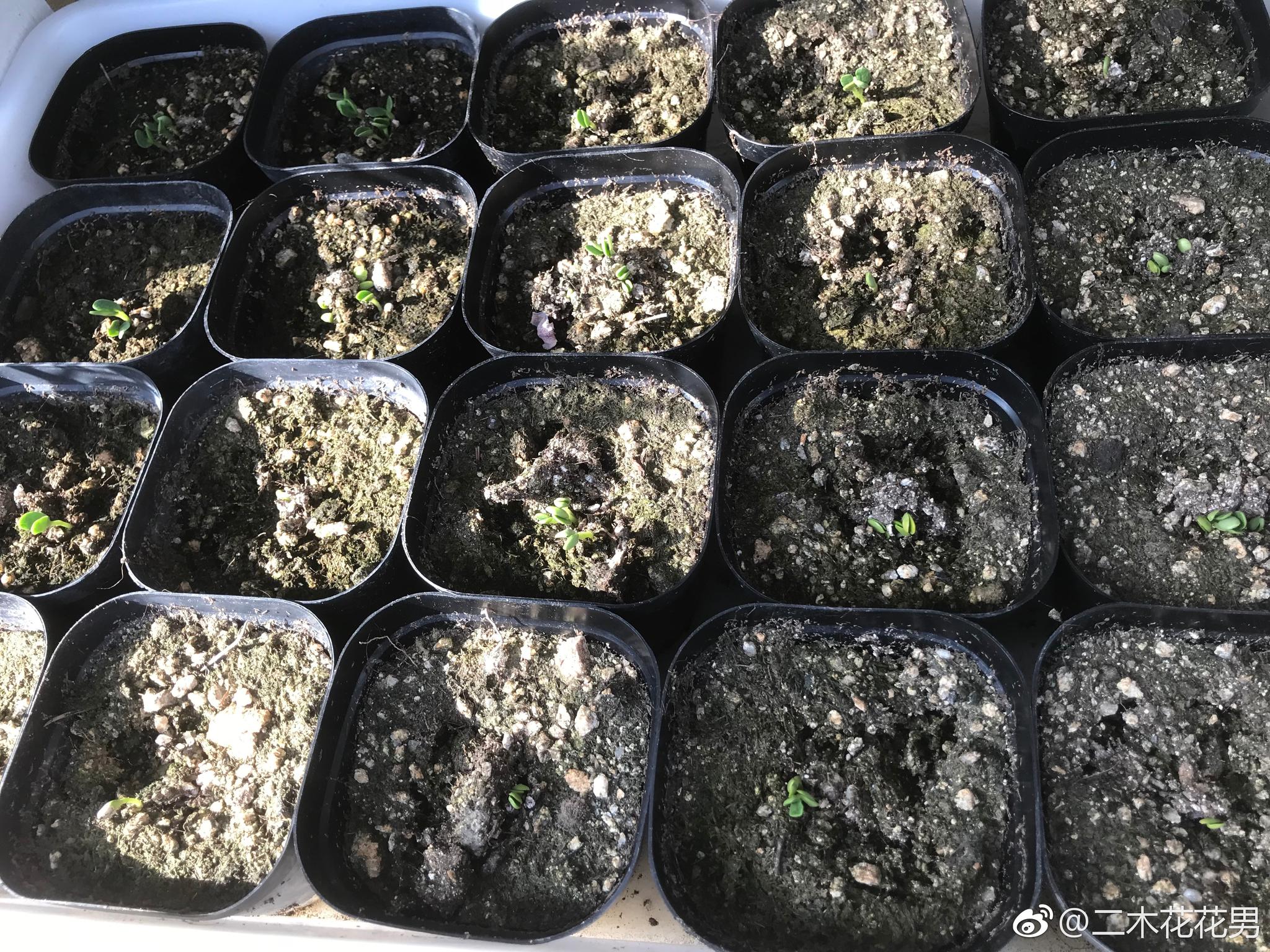 前天和小木鱼一起播种的鲁冰花,今天已经发芽了～ 阳光房里好温暖