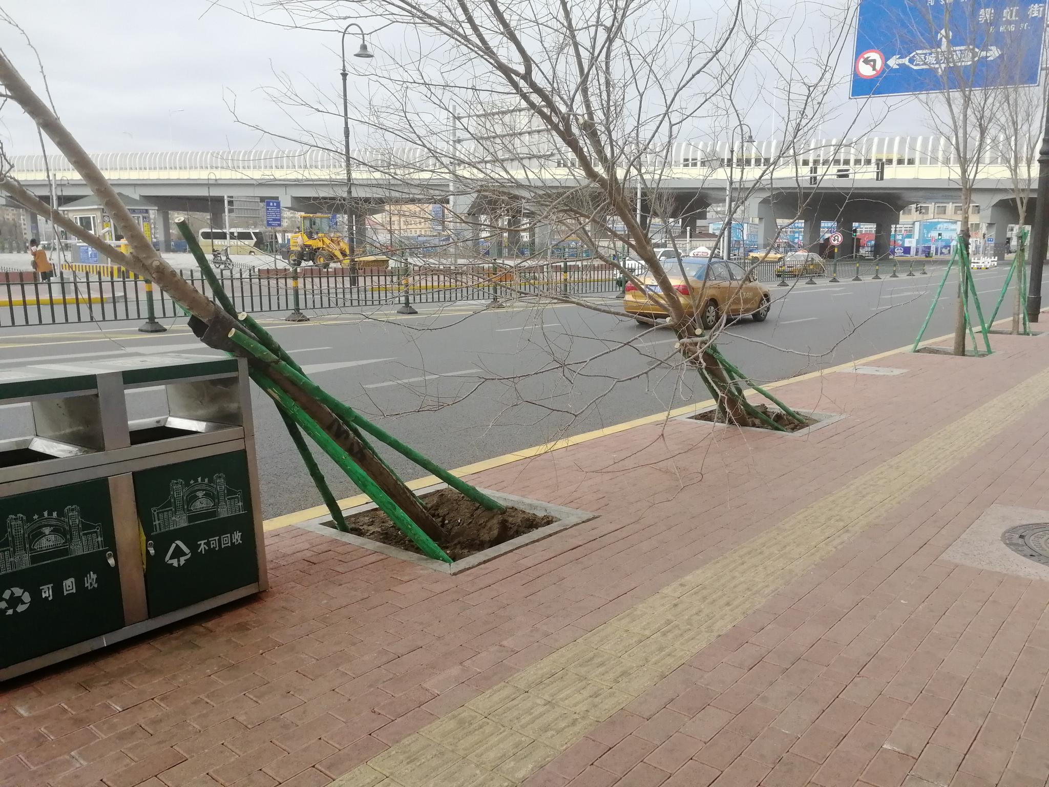 八级大风袭冰城,街头小树被吹倒