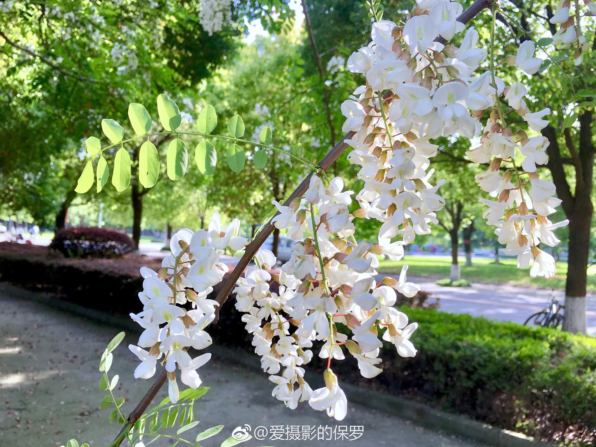 一直就念想着拍下这飘着香味的槐花|槐花|槐树|香味_新浪新闻