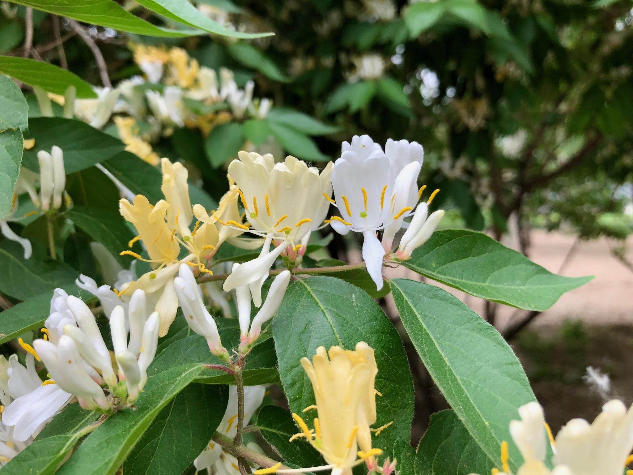 春游清华园:这金银木(忍冬)超漂亮.清华大学107周年校庆专题