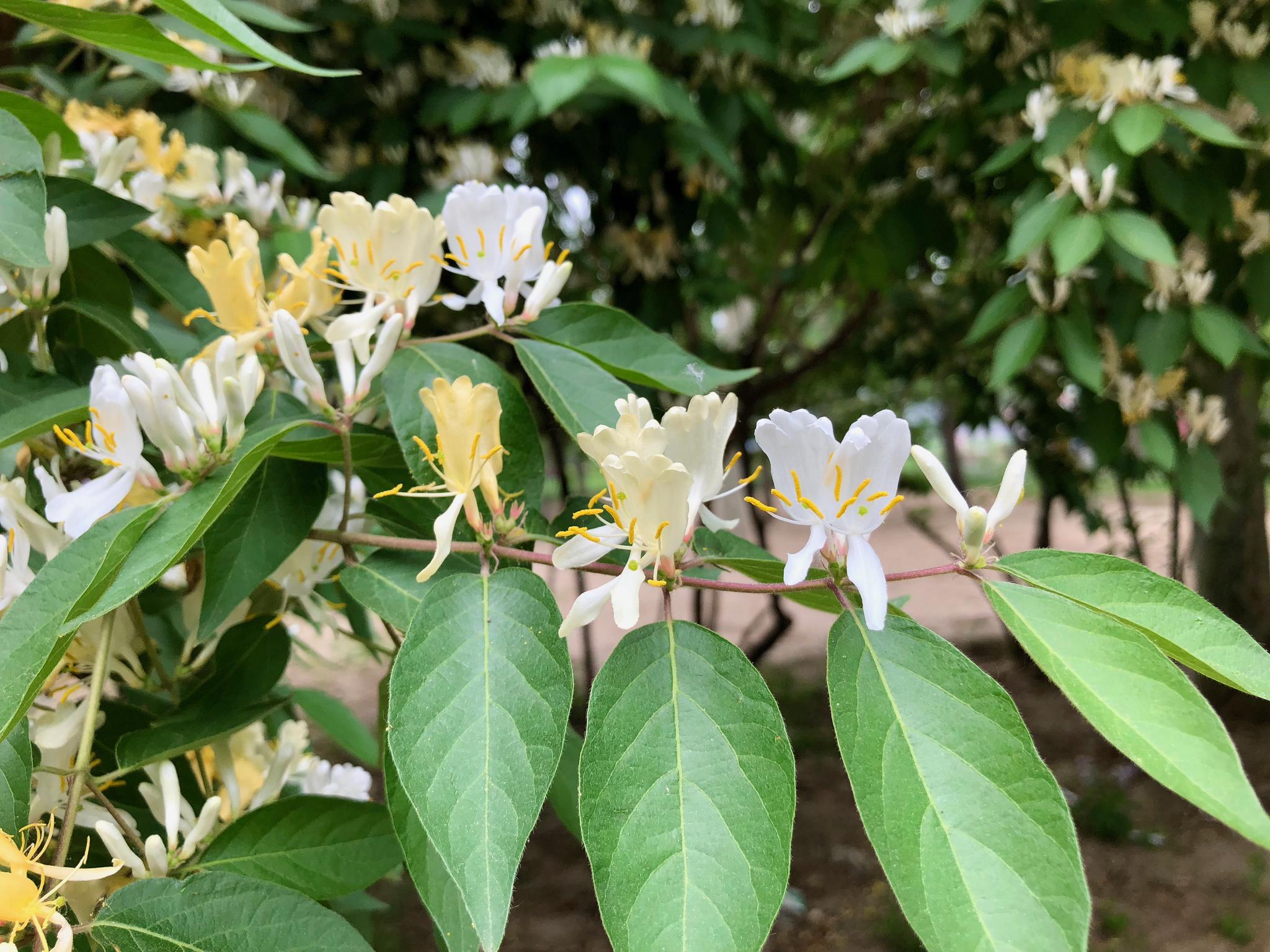 春游清华园:这金银木(忍冬)超漂亮.清华大学107周年校庆专题