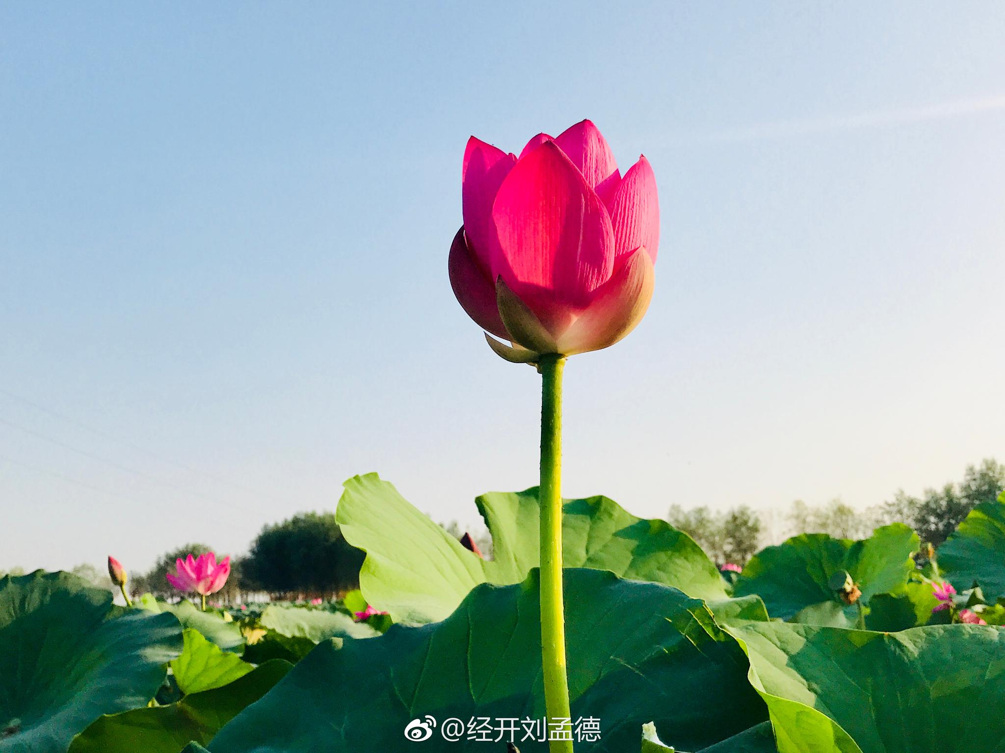 晨光中的荷花