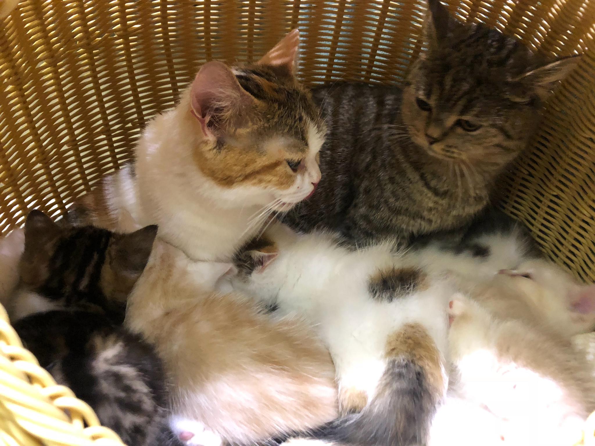 拥有两个猫妈妈的孩子们幸福又活泼