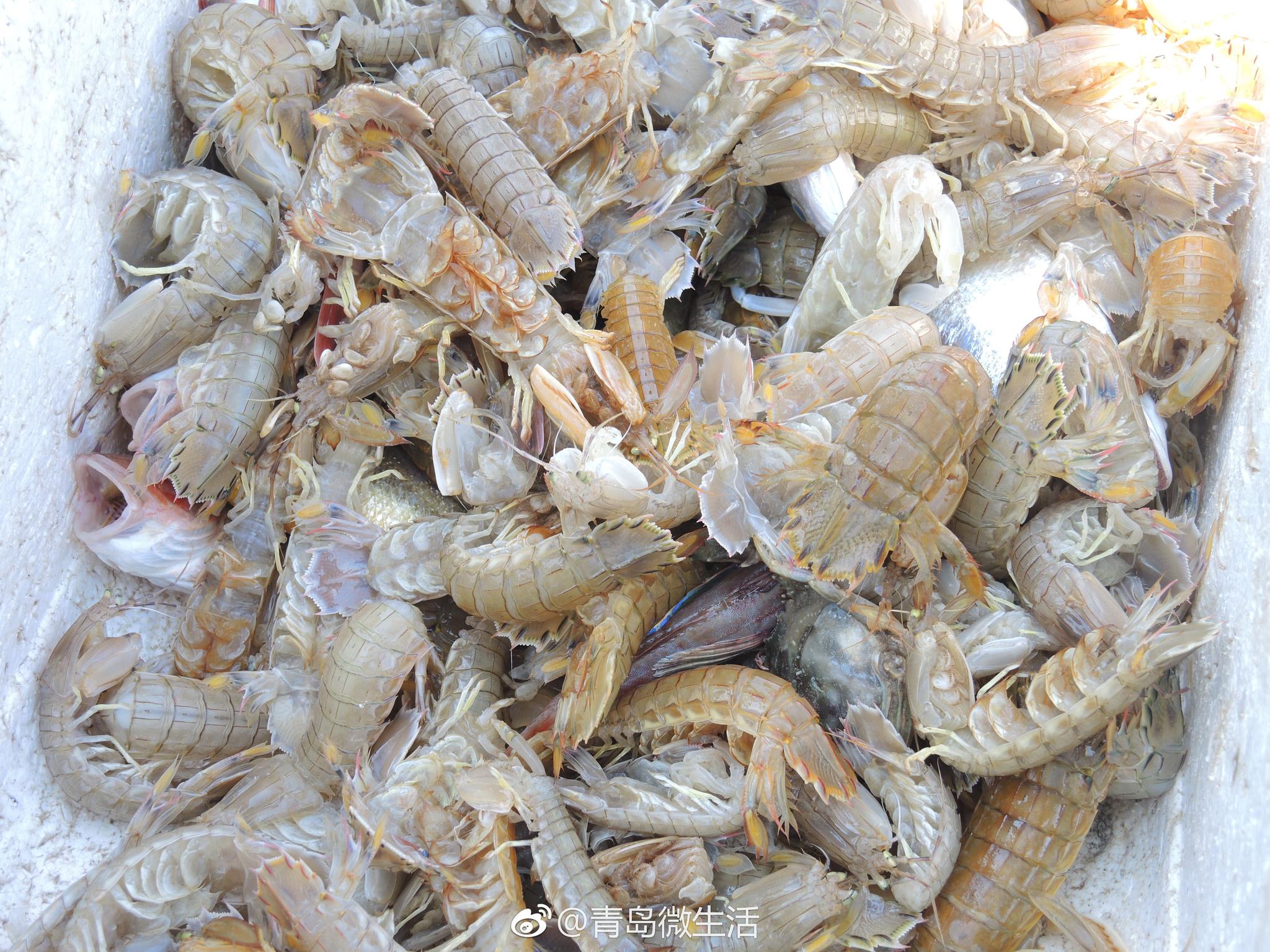 虾兵蟹将齐上岸 青岛今日开海啦