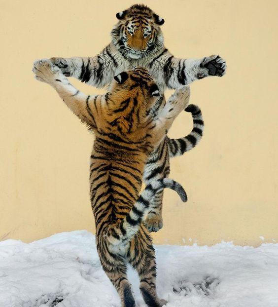 7,老虎也有一颗少女心,动不动就卖萌!