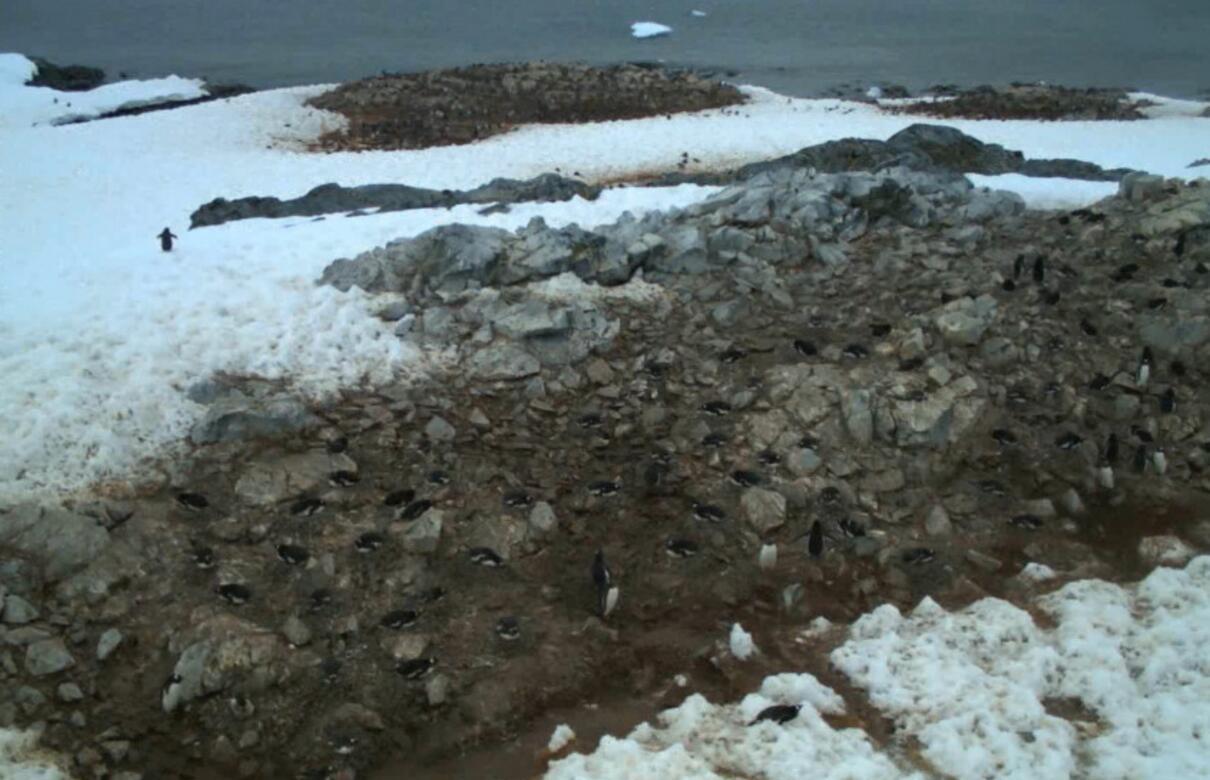 企鹅妈妈孵蛋时, 要先拉出一个大屎坑, 企鹅宝宝在屎坑里出生