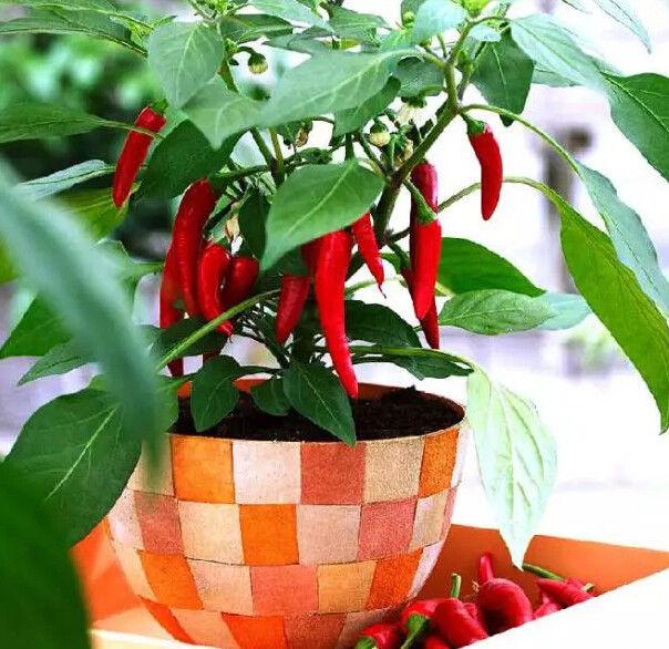 喜欢吃辣椒的花友在家盆栽几盆辣椒一年四季吃不完