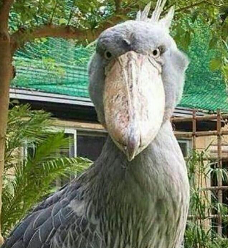 大鸟长相怪异爆红网络,大嘴吓坏小朋友,性格却十分呆萌!