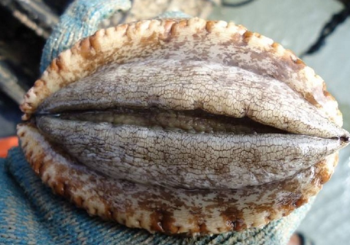 土鳖朋友吃海鲜闹笑话美女服务员问他要几头鲍鱼他说十几头