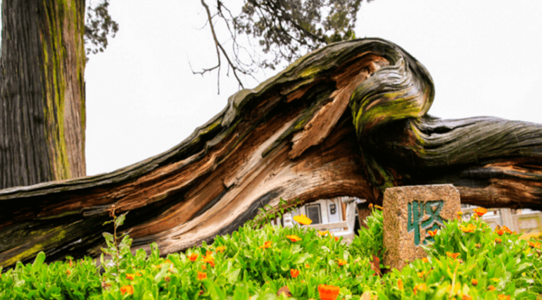 邓禹|古柏|柏树_新浪网