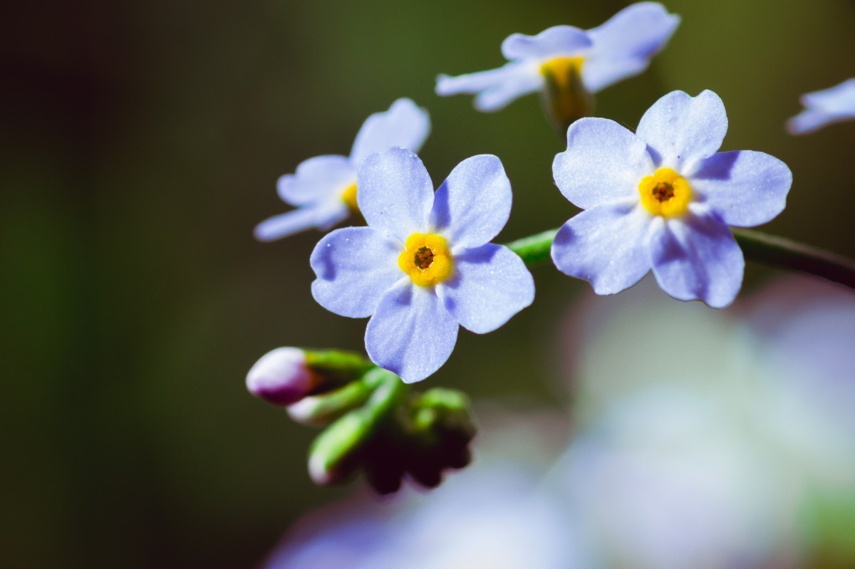 勿忘我美腻的花花|勿忘我_新浪新闻