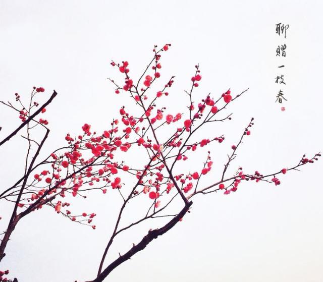 江南无所有聊赠一枝春