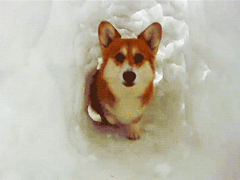 但是对于一个南方的狗主人来说,十几年不遇的大雪实在是让人兴奋,狗