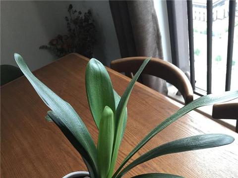 君子兰叶插,备一个"塑料袋",提高2倍生根率,省钱好办法!