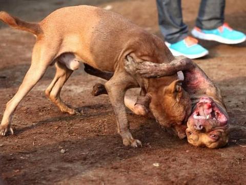 中华田园犬对战比特犬,中华田园犬一定会输?