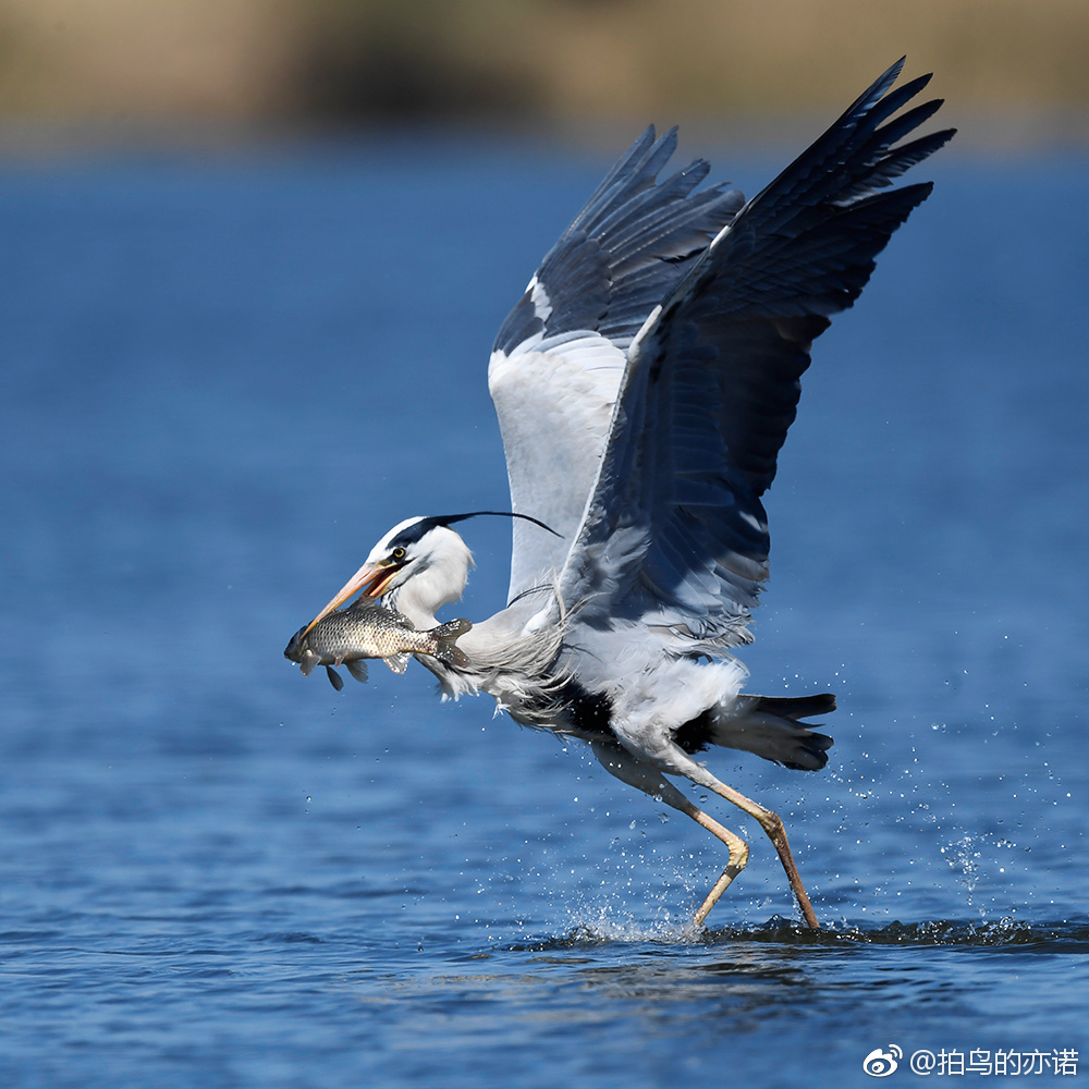 苍鹭抓鱼|苍鹭|鸟类|身长_新浪新闻