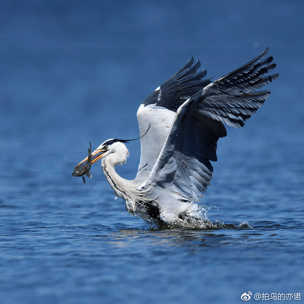 苍鹭抓鱼|苍鹭|鸟类|身长_新浪新闻