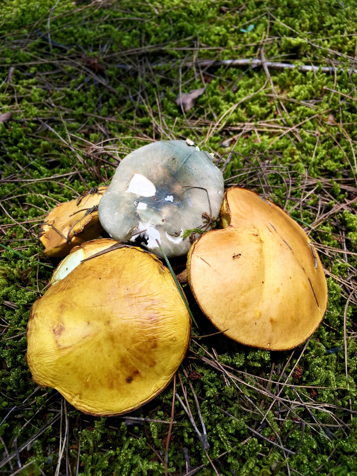 能吃的野生蘑菇你认识几种