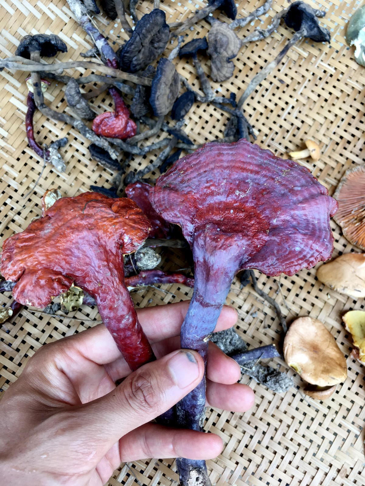 马勃,俗称牛屎菇,马蹄包,药包子,马屁泡;担子菌类马勃科.