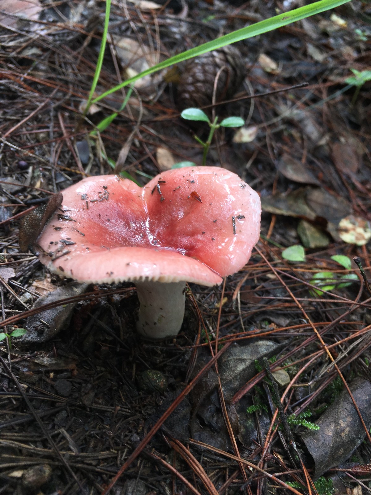 能吃的野生蘑菇，你认识几种？|蘑菇|大脚菌|血灵芝_新浪新闻