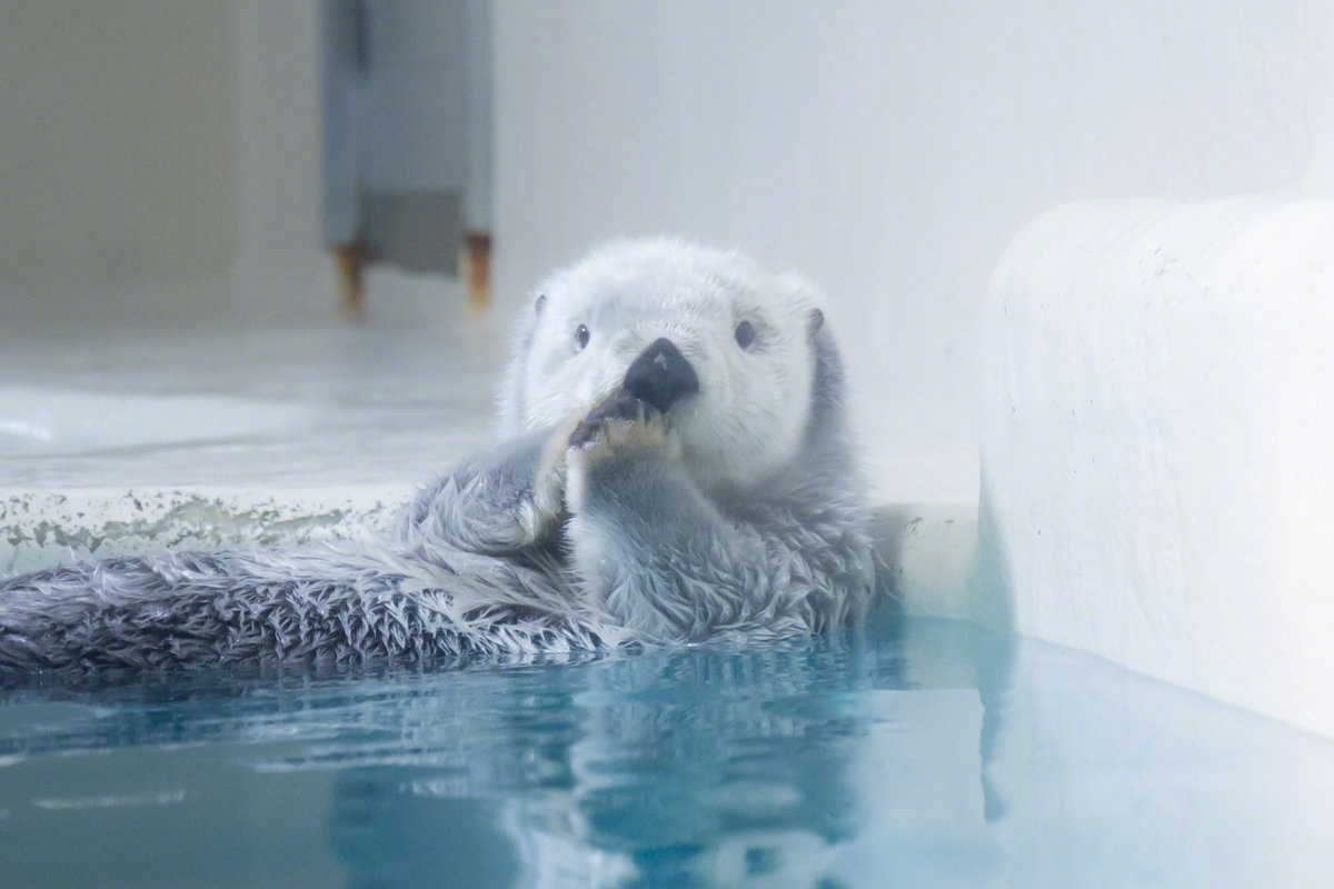 日本鸟羽水族馆里的明星海獭宝宝小梅（メイ）的卖萌日常，就问你