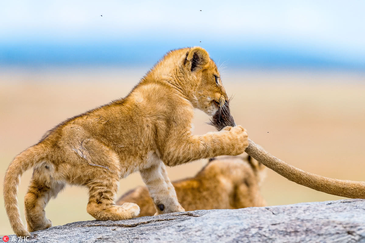 非洲小狮子不让妈妈睡觉 拿起母狮尾巴扯咬