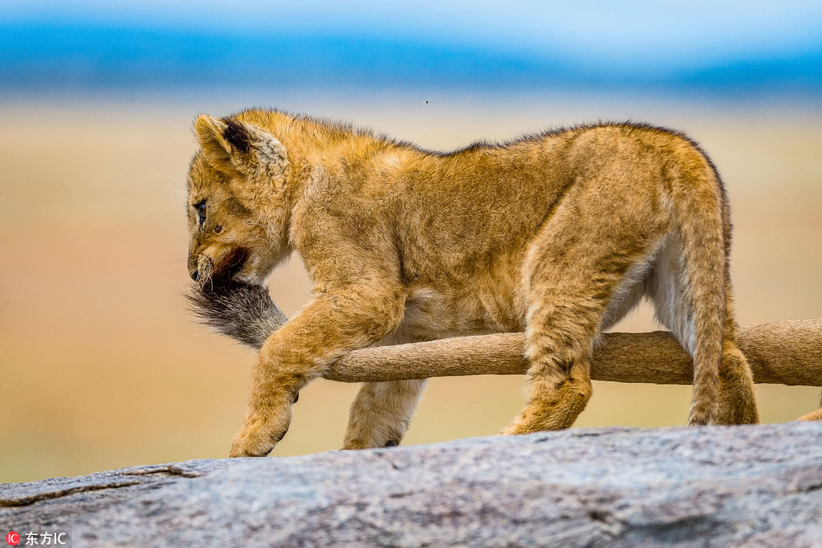 非洲小狮子不让妈妈睡觉 拿起母狮尾巴扯咬