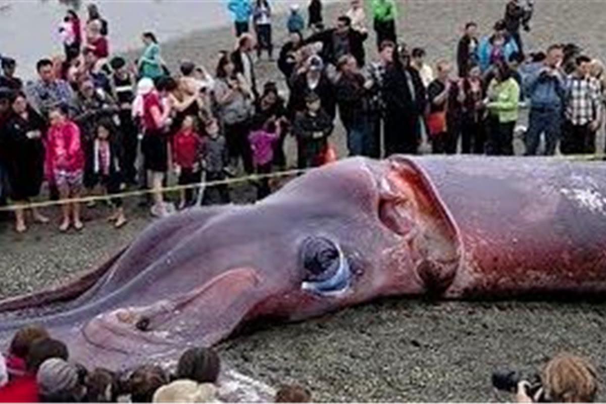 世界上最大的乌贼:寿命450天能长20米长,无视鲸鱼外的任何动物