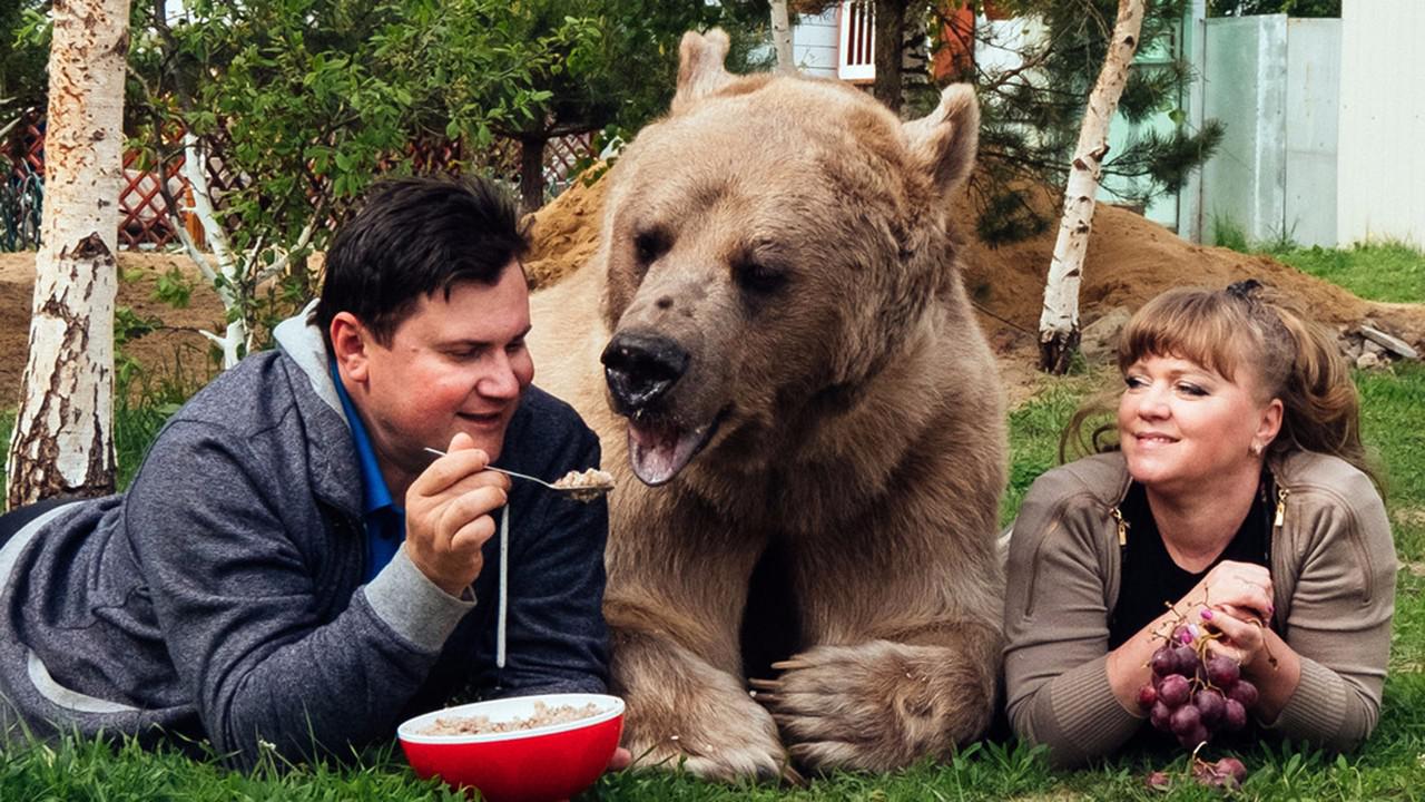 这么多俄罗斯人养熊,为什么没有一个人被打死?看完大开眼界