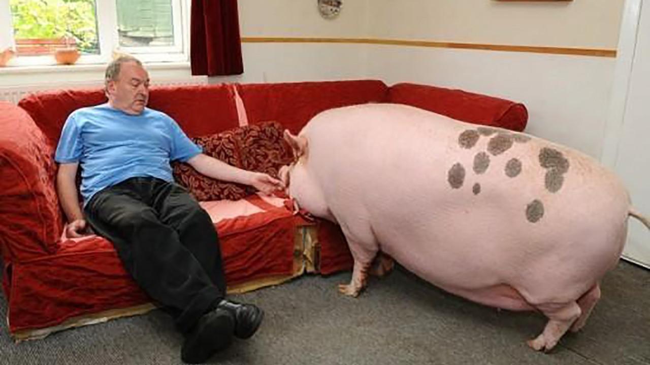 猪又胖又蠢,在野外是靠什么生存下来的?网友真是令人刮目相看