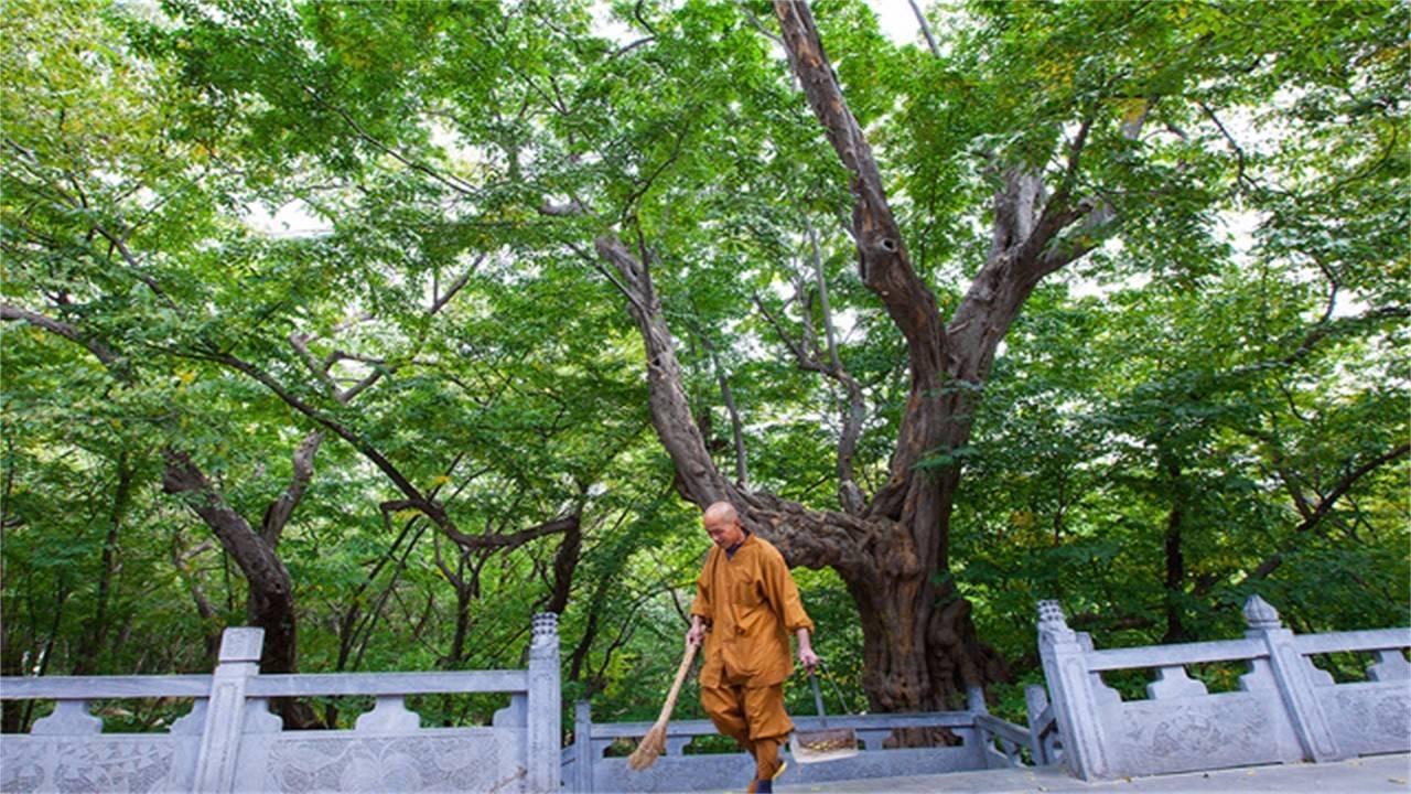 安徽这里的扫地僧, 深山中的高手, 这才是真正的僧人!