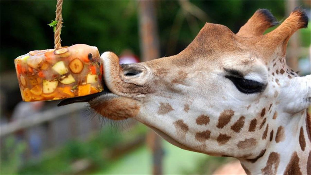 盘点世界上最美的10种动物狮子才排第五第一名当之无愧