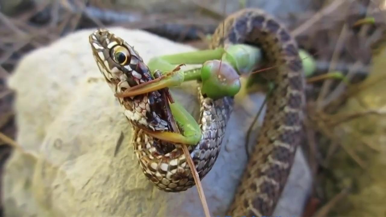 螳螂那么小,为什么能轻松杀死毒蛇?看完颠覆三观