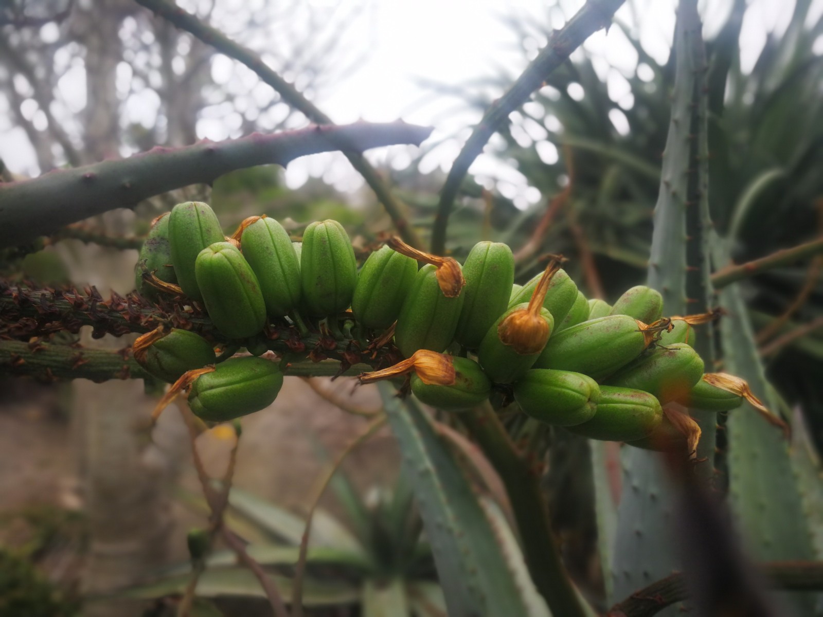 山地芦荟多肉植物鬼切芦荟鬼切丸这名称听起来挺恐怖的
