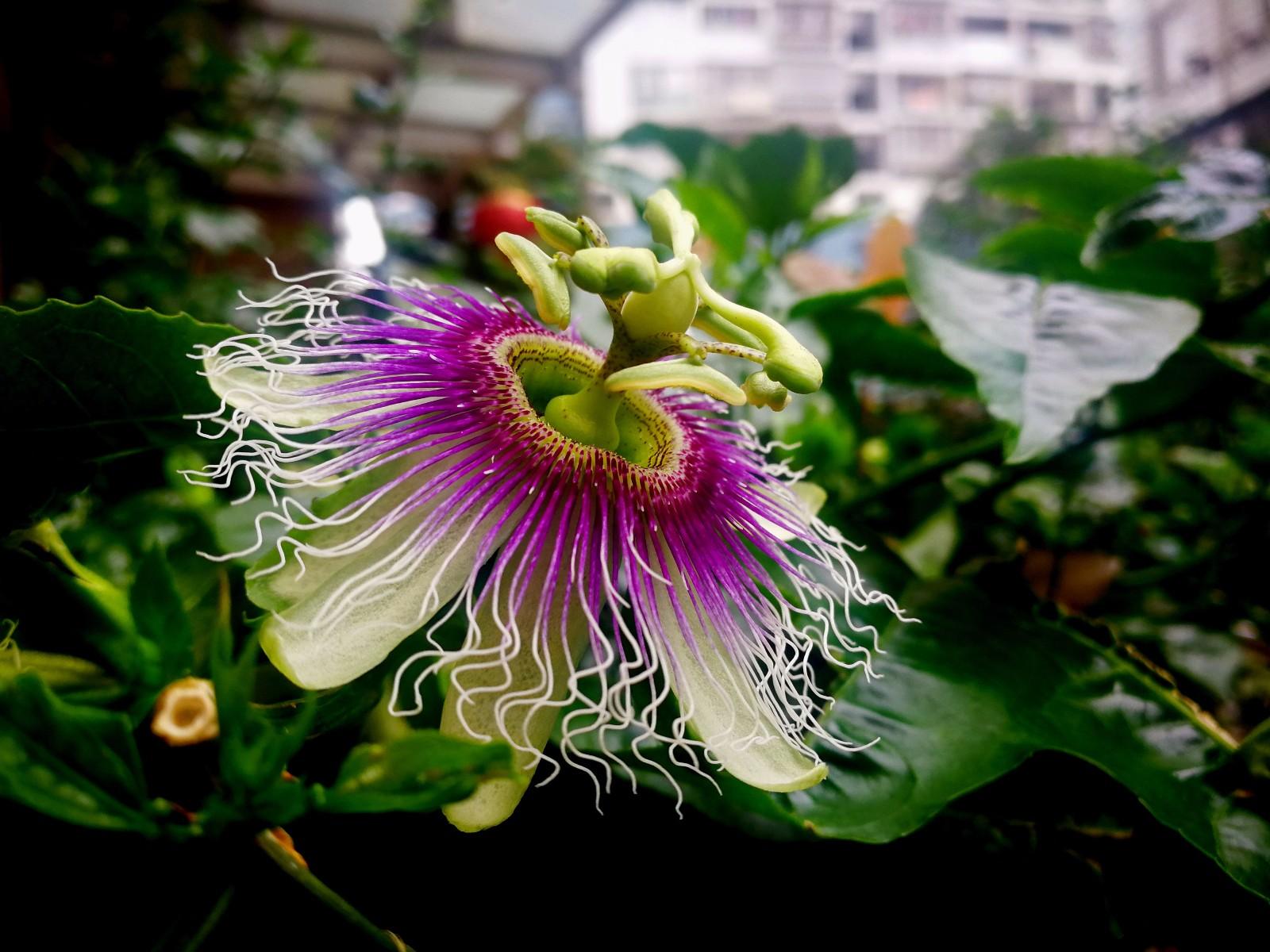 百香果花朵,精美绝伦得让人击节叹赏!__财经头条