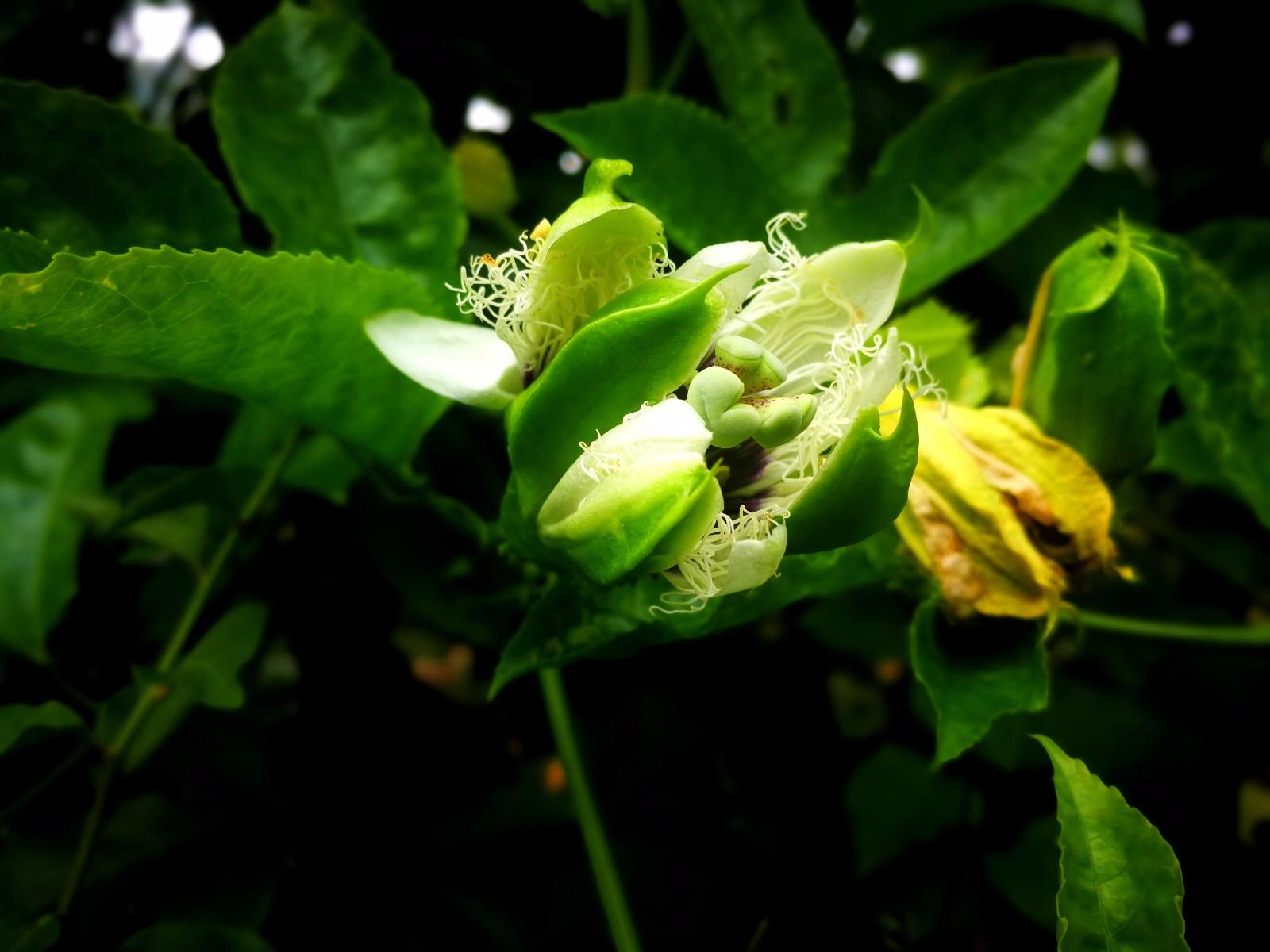 百香果花朵,精美绝伦得让人击节叹赏!