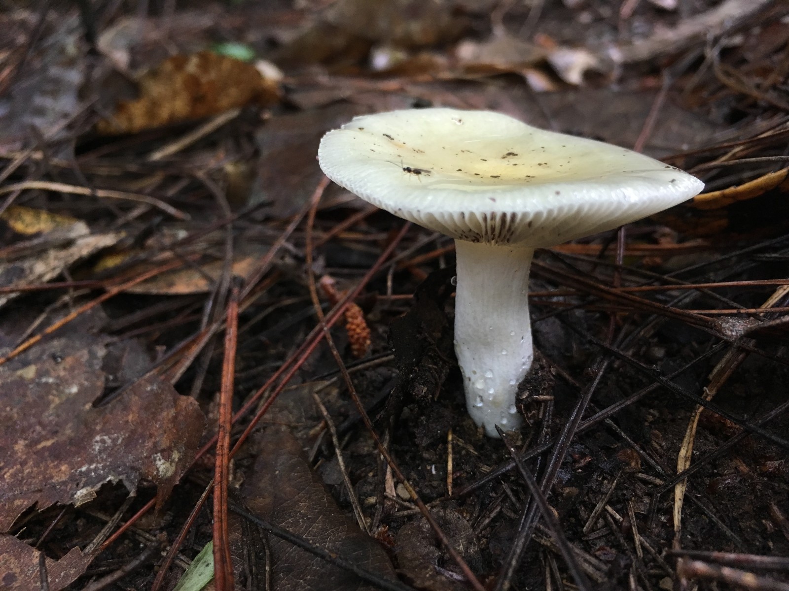 能吃的野生蘑菇你认识几种