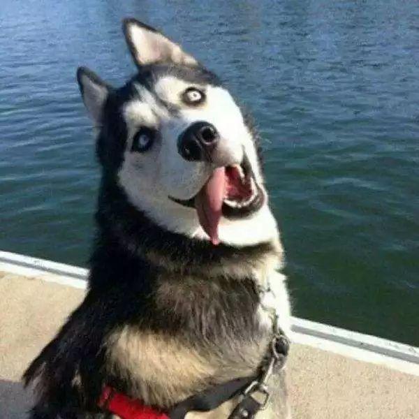 二哈头卡在卷闸门下,路人跑去营救,下一秒却被气疯了