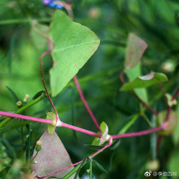 杠板归,中药名。为蓼科植物杠板归的干燥地上部分。夏季开花时采割