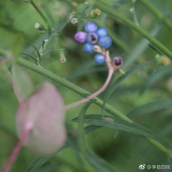 杠板归,中药名。为蓼科植物杠板归的干燥地上部分。夏季开花时采割