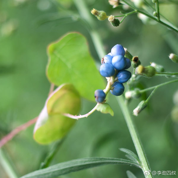 杠板归,中药名。为蓼科植物杠板归的干燥地上部分。夏季开花时采割