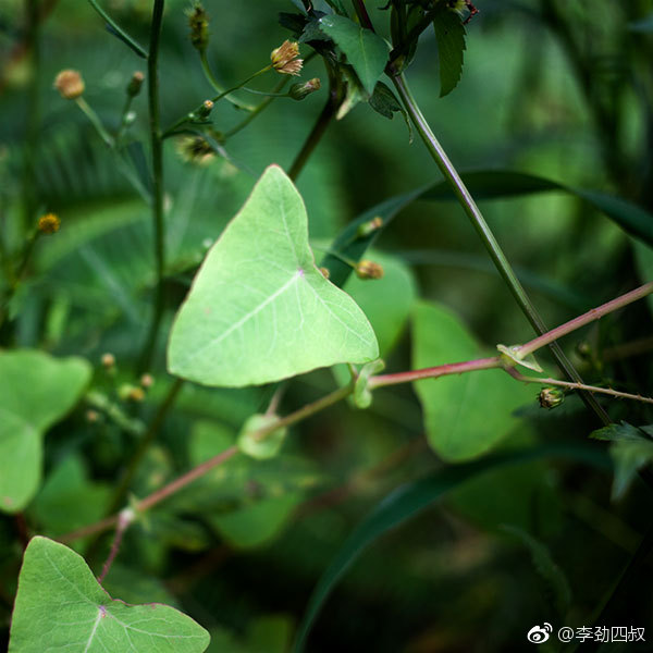杠板归,中药名。为蓼科植物杠板归的干燥地上部分。夏季开花时采割