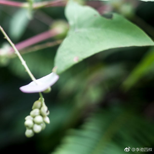 杠板归,中药名。为蓼科植物杠板归的干燥地上部分。夏季开花时采割