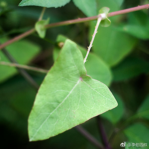 杠板归中药名为蓼科植物杠板归的干燥地上部分夏季开花时采割