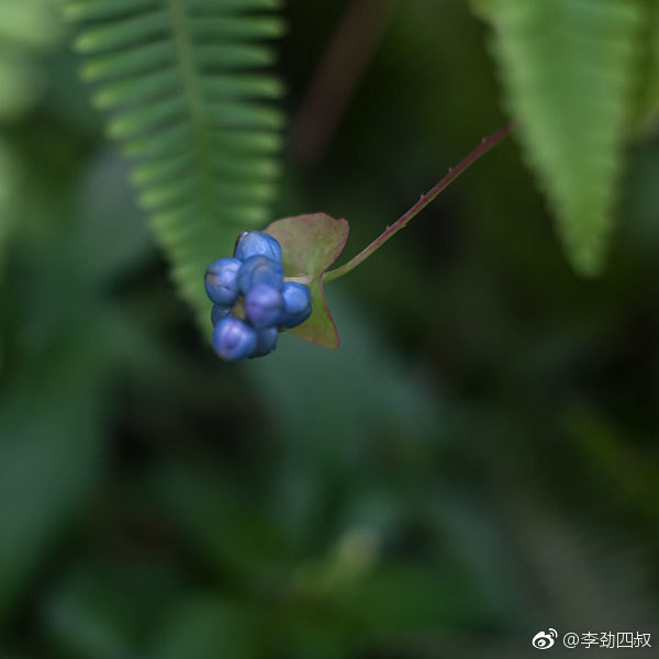 杠板归,中药名。为蓼科植物杠板归的干燥地上部分。夏季开花时采割