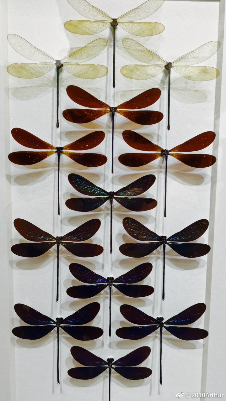 蜻蜓标本制作方法图片