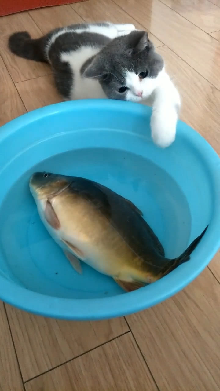 猫咪见鱼儿垂涎欲滴,忍不住用手试探,脸上表情难掩心中兴奋